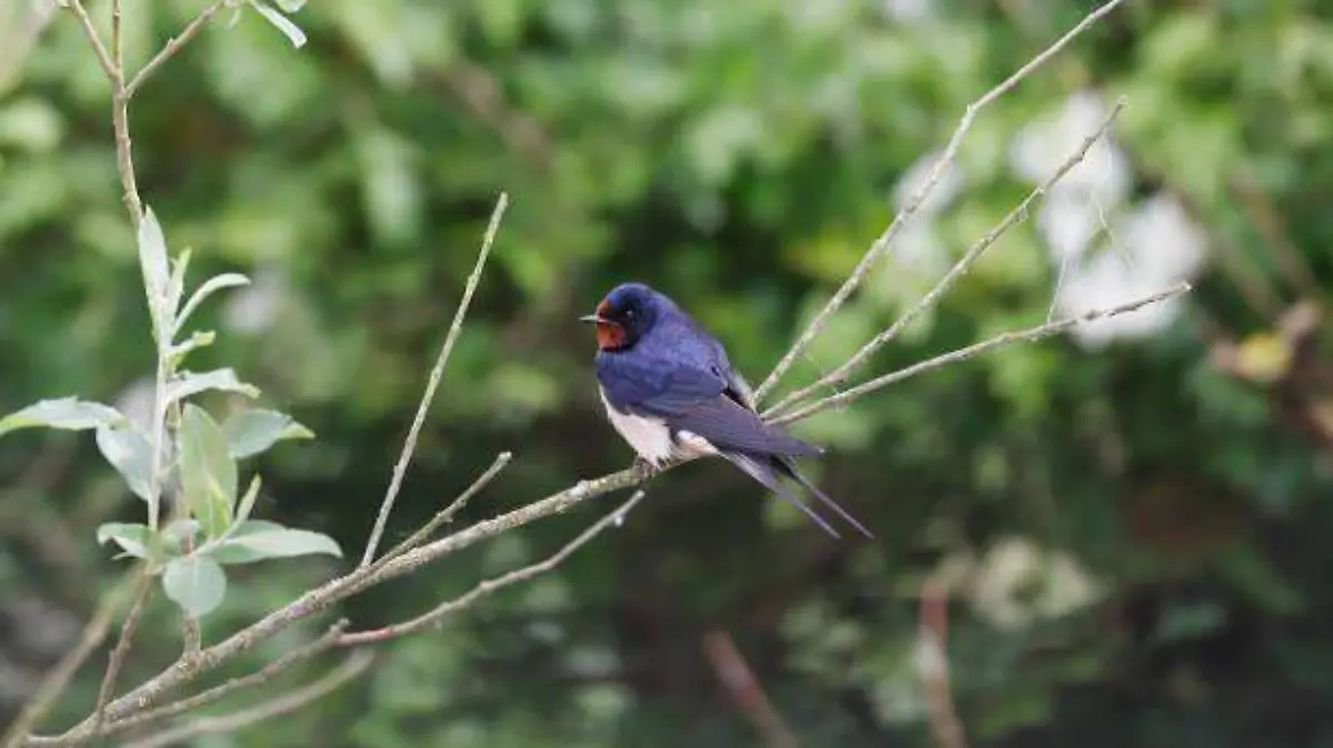 GOLONDRINA 